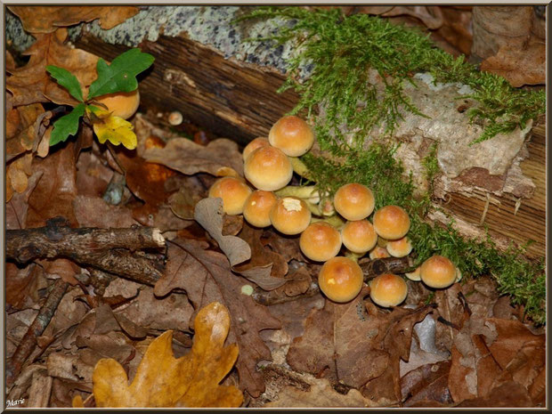 Hypholomes en Touffe contre une branche moussue en forêt sur le Bassin d'Arcachon