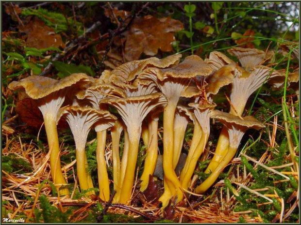 Bouquet de Chanterelles en forêt sur le Bassin d'Arcachon