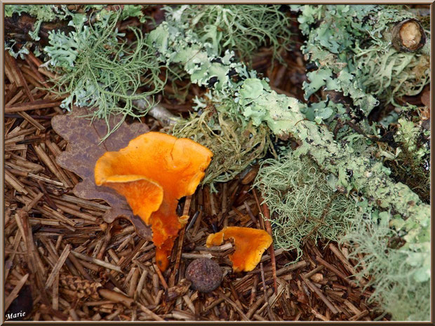 Clitocybes Orangés avec lichens Parmelia Sulcata et Mousse des Chênes en forêt sur le Bassin d'Arcachon