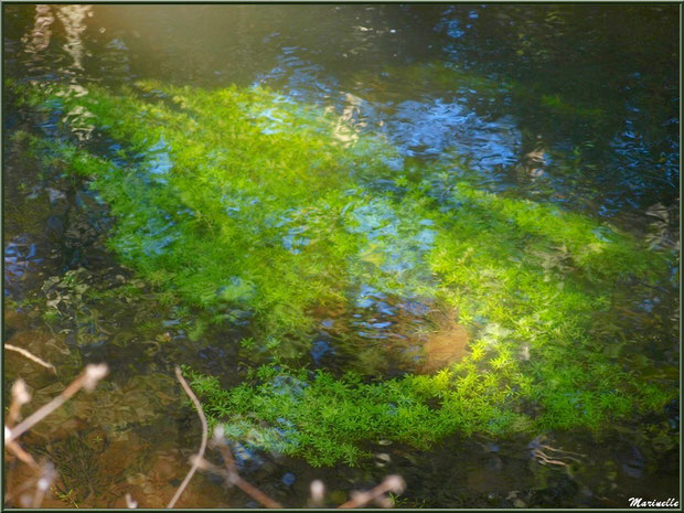 Mousses aquatiques et reflets en bordure de La Leyre, Sentier du Littoral au lieu-dit Lamothe, Le Teich, Bassin d'Arcachon (33)