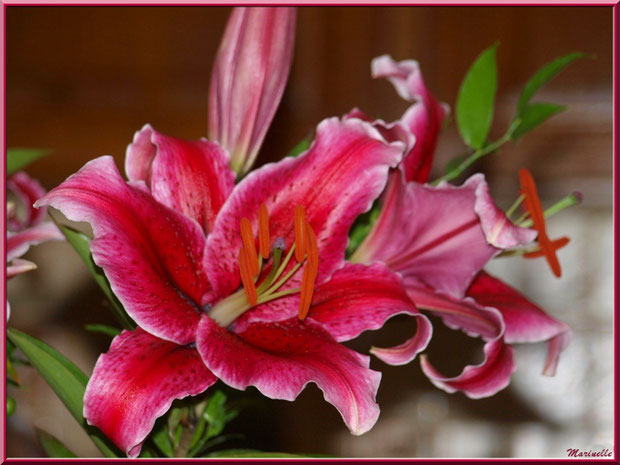 Lys rose foncé