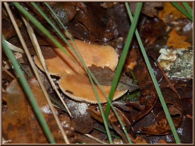 Lactaire Odorant, bien caché, en forêt sur le Bassin d'Arcachon