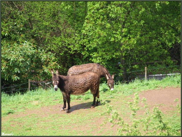 Petits ânes dans la Vallée d'Ossau (64)