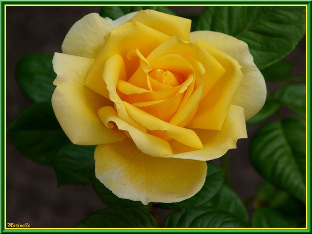 Rose jaune toute en délicatesse, au jardin