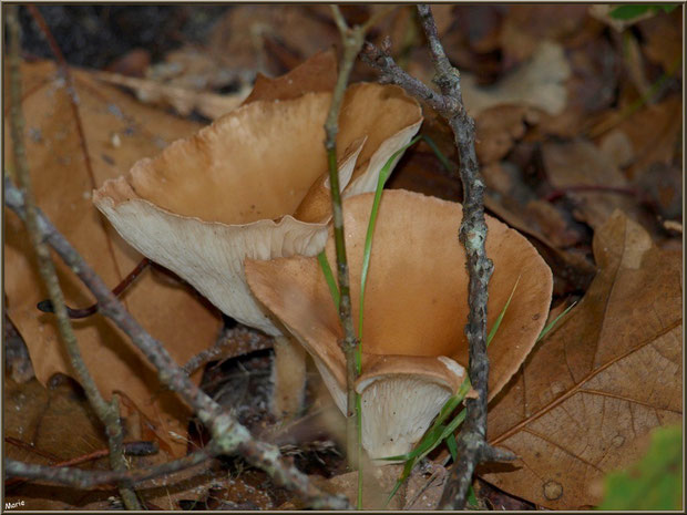 Clitocybes en Entonnoir en forêt sur le Bassin d'Arcachon