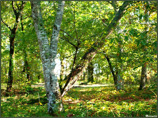 Sous-bois en forêt sur le Bassin d'Arcachon (33) 