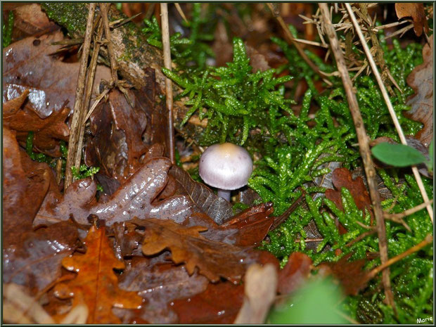 Petit champignon sur lit moussu et feuillu en forêt sur le Bassin d'Arcachon