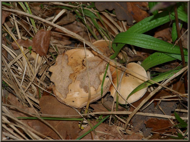 Champignons marron clair cachés en forêt sur le Bassin d'Arcachon