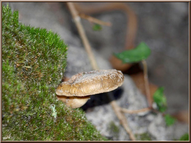 Pholiote dorée naissante en forêt sur le Bassin d'Arcachon