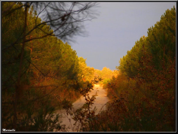 Soleil couchant en forêt automnale sur le Bassin d'Arcachon (33) 