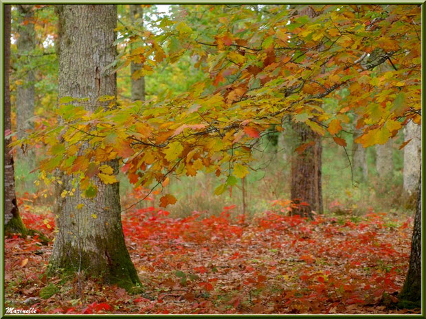 Chênes et sous-bois en période automnale, forêt sur le Bassin d'Arcachon (33)  