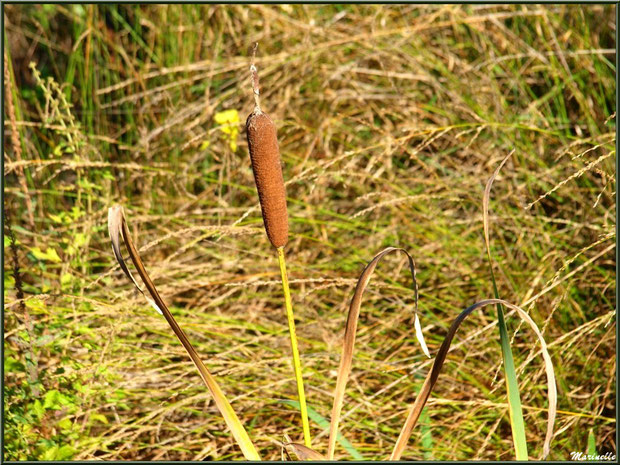 Roseau en bordure d'une craste (fossé), forêt sur le Bassin d'Arcachon (33) 