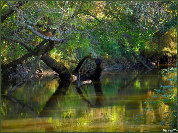 Bois et reflets, en début d'automne, en bordure de La Leyre, Sentier du Littoral au lieu-dit Lamothe, Le Teich, Bassin d'Arcachon (33) 