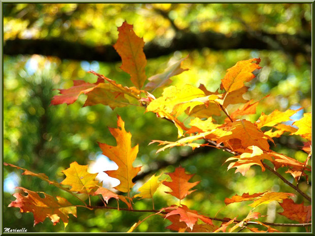 Feuilles de chêne automnal, forêt sur le Bassin d'Arcachon (33) 