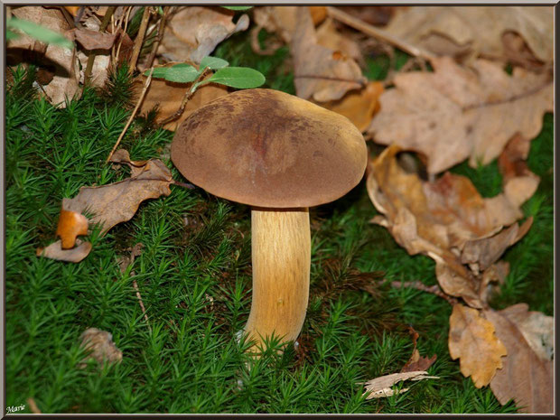Bolet bai en forêt sur le Bassin d'Arcachon