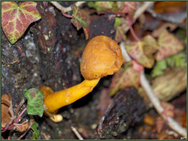 Gymnopile Remarquable ou Pholiote Remarquable en forêt sur le Bassin d'Arcachon