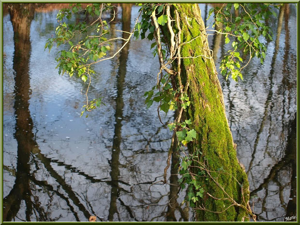 Pin habillé de mousse et lierre avec reflets sur le Canal des Landes au Parc de la Chêneraie à Gujan-Mestras (Bassin d'Arcachon)