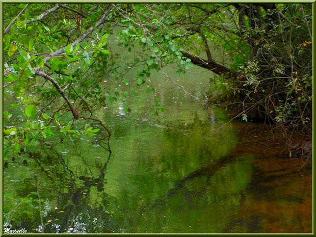 Bois et reflets, en début d'automne, en bordure de La Leyre, Sentier du Littoral au lieu-dit Lamothe, Le Teich, Bassin d'Arcachon (33)