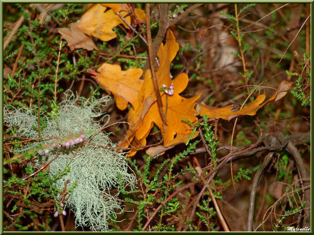 Feuilles de chêne automnales, bruyère et touffe de lichen, forêt sur le Bassin d'Arcachon (33)  