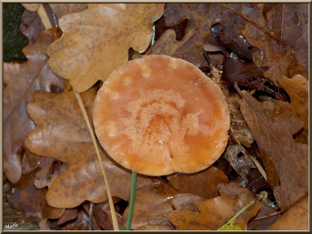 Lactaire à Lait Abondant en forêt sur le Bassin d'Arcachon