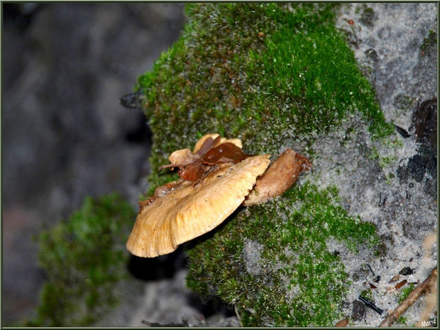 Lactaire Sanguin en forêt sur le Bassin d'Arcachon