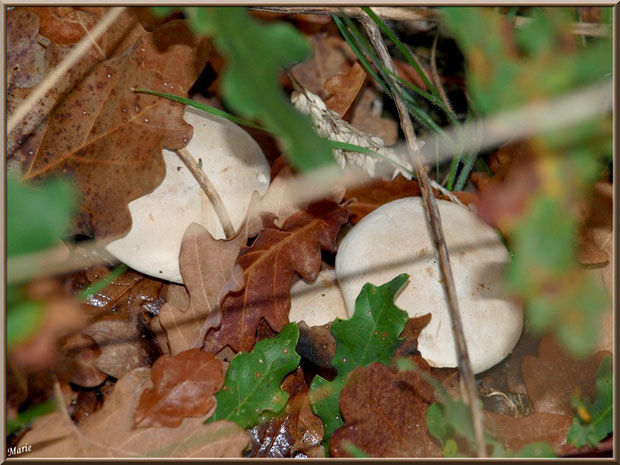 Clitocybes Nébuleux, bien cachés, en forêt sur le Bassin d'Arcachon