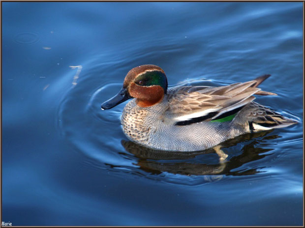 Jeune canard Colvert dans le bassin à l'entrée du Parc de la Chêneraie à Gujan-Mestras (Bassin d'Arcachon)