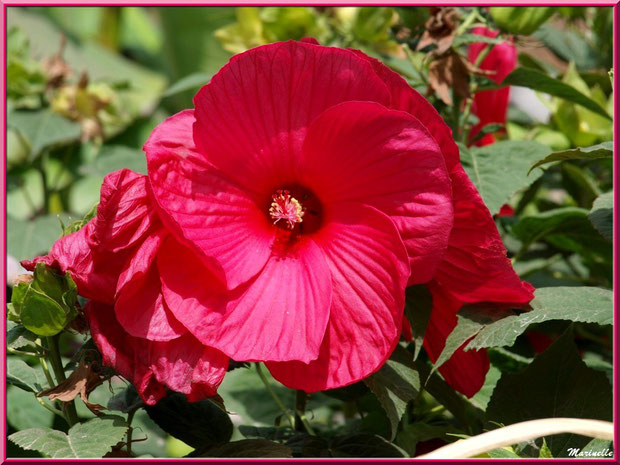 Hibiscus moscheutos rouge (hibiscus géant)