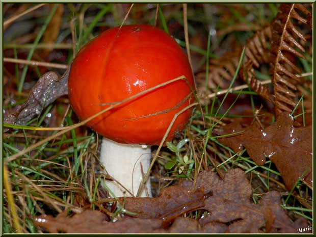 Jeune Amanite des Césars ou oronge en forêt sur le Bassin d'Arcachon