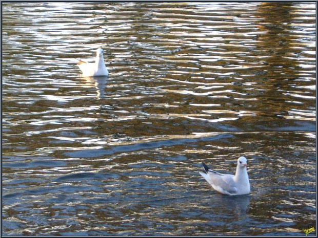 Mouettes dans le bassin à l'entrée du Parc de la Chêneraie à Gujan-Mestras (Bassin d'Arcachon)