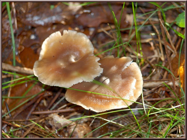 Collybies en duo au soleil en forêt sur le Bassin d'Arcachon