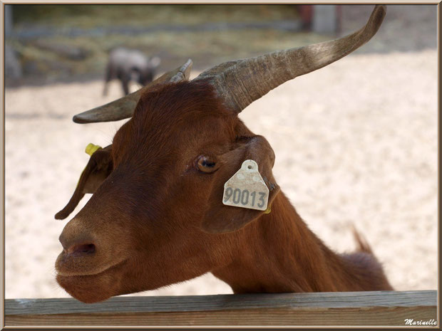 Chèvre marron, Parc de la Coccinelle, mini-ferme à Gujan-Mestras, Bassin d’Arcachon (33)  