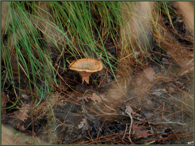 Lactaire Sanguin en forêt sur le Bassin d'Arcachon