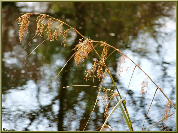 Herbacées en bordure du Canal des Landes et reflets au Parc de la Chêneraie à Gujan-Mestras (Bassin d'Arcachon)