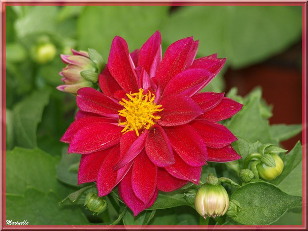 Dahlia rose fuchsia, au jardin