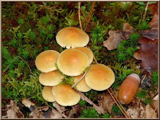 Hypholomes en Touffe et gland sur lit d'aiguilles de pins, mousse et feuilles de chênes en forêt sur le Bassin d'Arcachon
