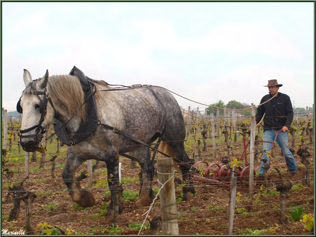 Profession : "Cheval des Vignes" dans un vignoble girondin près de Saint Emilion (33)