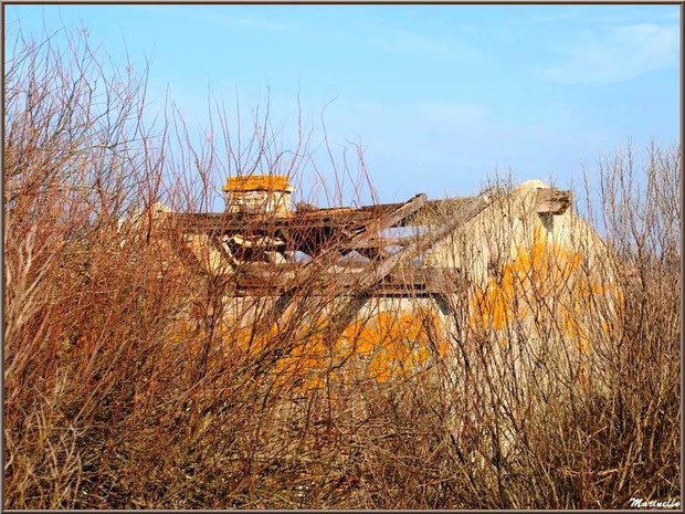 Ruines d'une ancienne maison d'un garde pêche-chasse en bordure du sentier et cachées dans les cotonniers hivernaux, Sentier du Littoral, secteur Domaine de Certes et Graveyron, Bassin d'Arcachon (33)