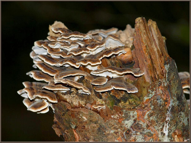 Polypore Versicolore ou Polypore à couleur variable en forêt sur le Bassin d'Arcachon