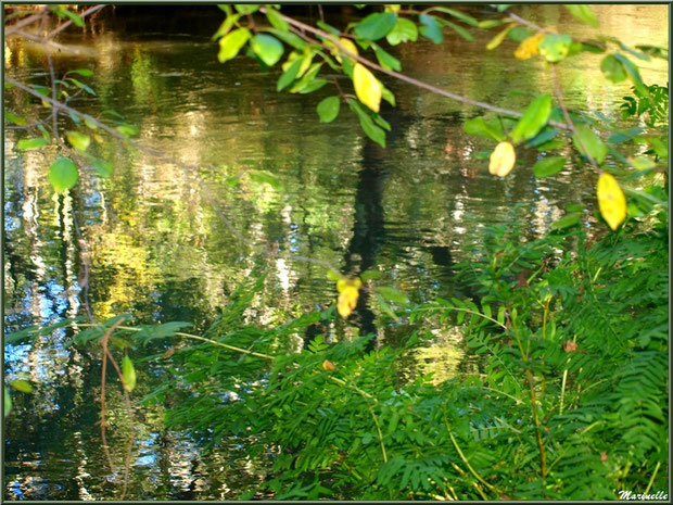 Végétation automnale et reflets en bordure de La Leyre, Sentier du Littoral au lieu-dit Lamothe, Le Teich, Bassin d'Arcachon (33) 