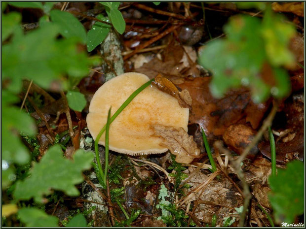 Lactaire Odorant, bien caché, en forêt sur le Bassin d'Arcachon