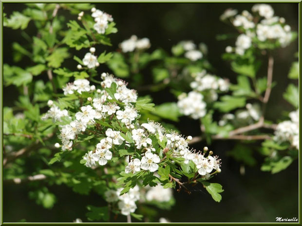 Aubépine en fleurs, flore sur le Bassin d'Arcachon (33) 