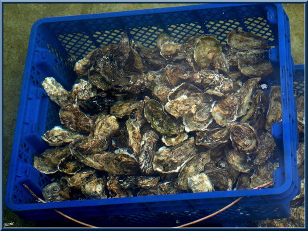 Les belles huîtres du Bassin d'Arcachon