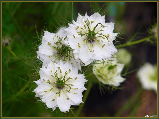 Nigelles blanches au jardin