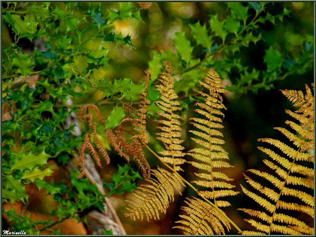 Houx et fougères d'or automnales, forêt sur le Bassin d'Arcachon (33)