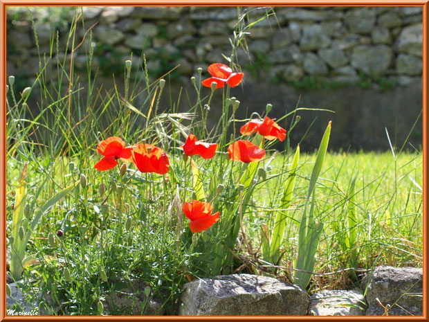 Pied de Coquelicot en fleurs dans les jardins de l'ancien monastère de la chapelle Notre Dame de Beauregard, village d'Orgon, entre Alpilles et Lubéron (13)