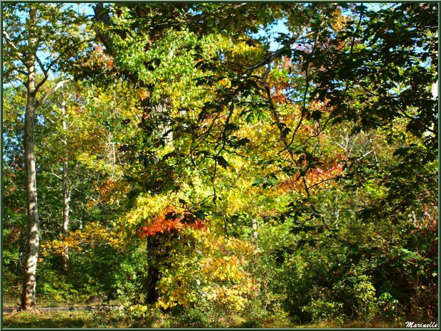 Sous-bois de Chênes et Liquidambars (ou Copalmes d'Amérique) en période automnale, forêt sur le Bassin d'Arcachon (33)