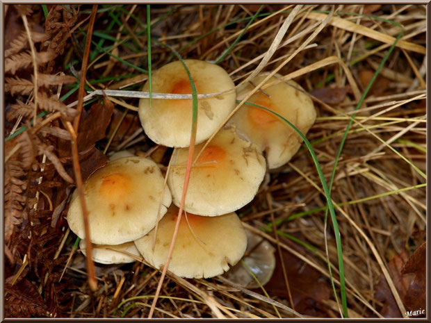 Hypholomes en Touffe cachés sous herbe et fougère en forêt sur le Bassin d'Arcachon