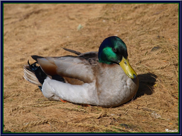 Canard Colvert au repos au Parc de la Chêneraie à Gujan-Mestras (Bassin d'Arcachon)