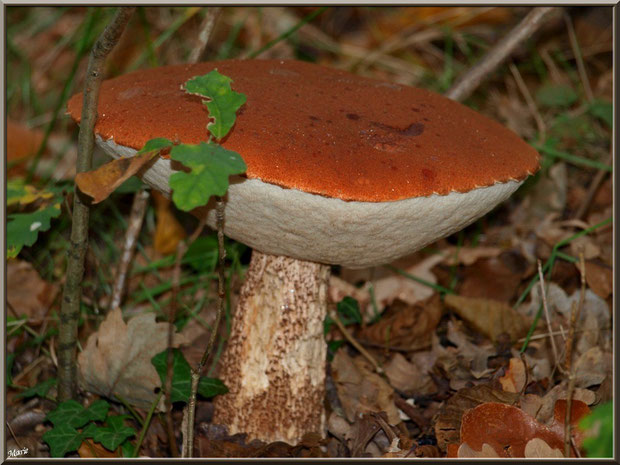 Bolet orangé en forêt sur le Bassin d'Arcachon